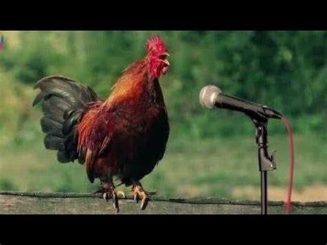 Tavuk müziği